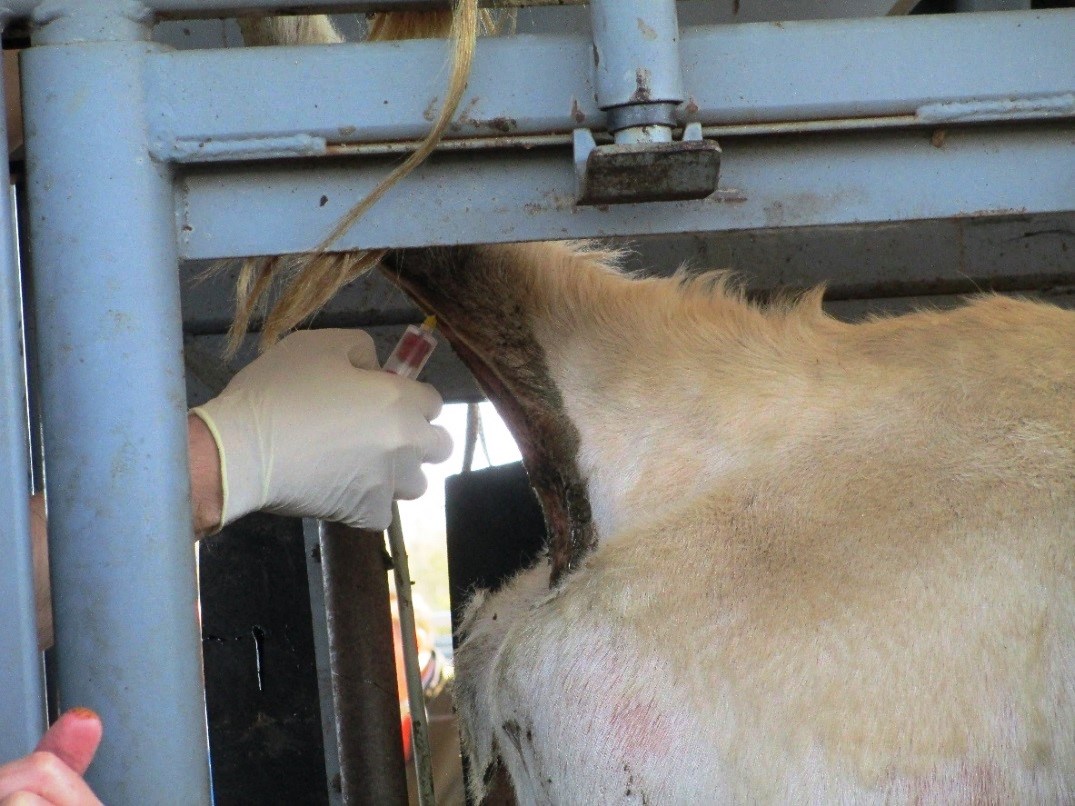 Insemination